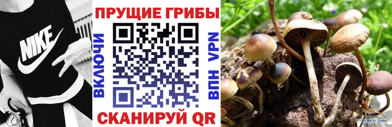 Галлюциногенные грибы мицелий Покачи
